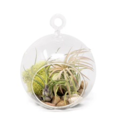 Air Plant Glass Globe